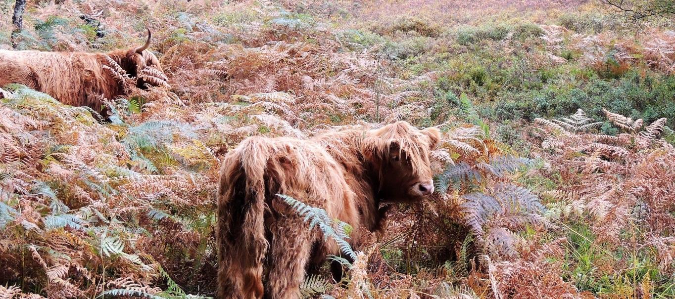 Highland Cows - Steading 5 Balvatin Cottages Newtonmore